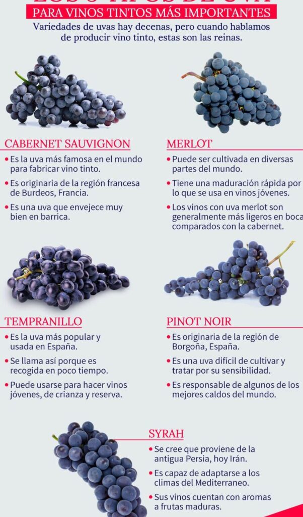 descubre las fascinantes caracteristicas de las uvas de vino una guia completa